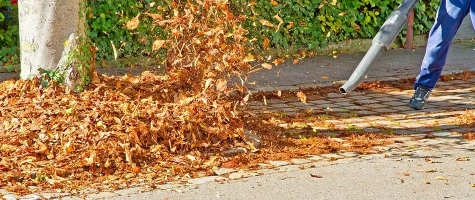 Leaf blower clearing leaves from a residential street in Ada, MI.