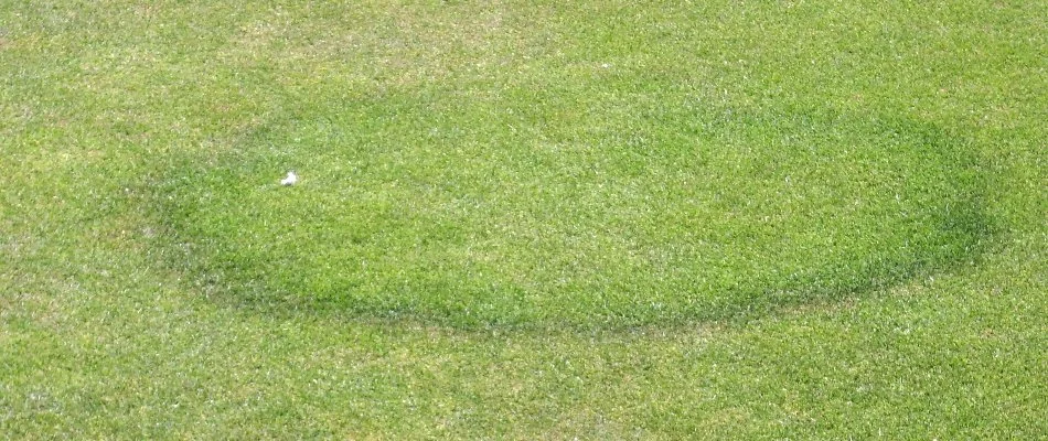 Lawn in Ada, MI, infected with fairy ring.