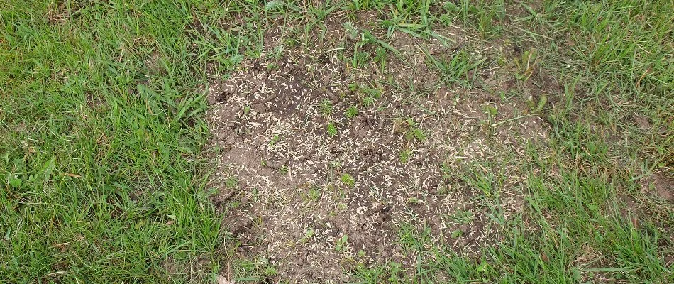 Bare patch on a lawn with grass seeds.