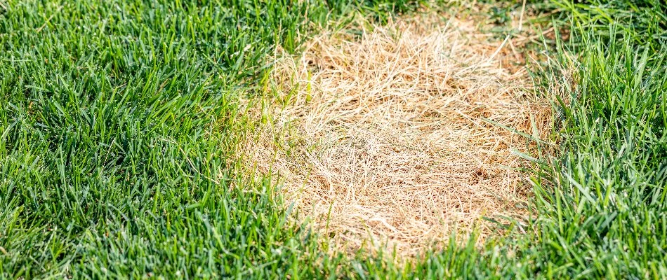Circular patch of bleached grass on a lawn in Ada, MI.