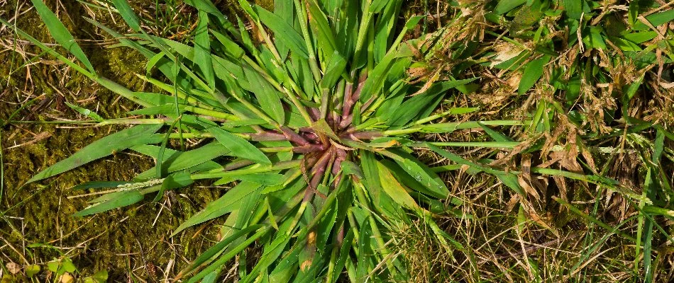 Crabgrass weed on a lawn in Ada, MI.