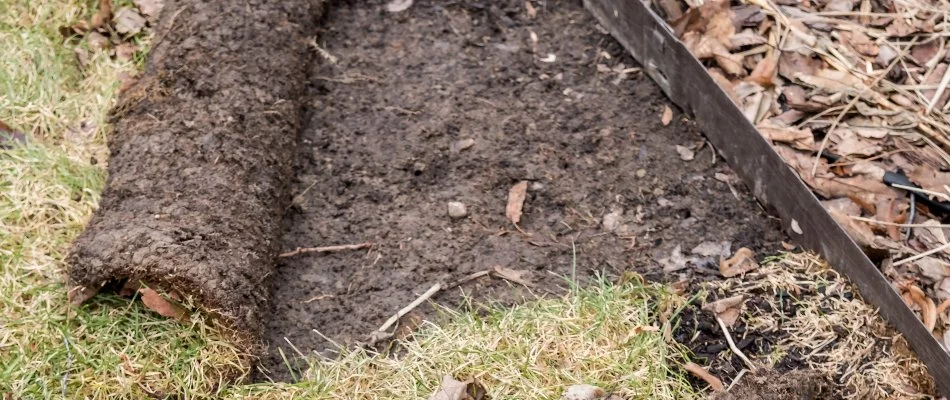 Damaged lawn in Ada, MI, caused by grubs.