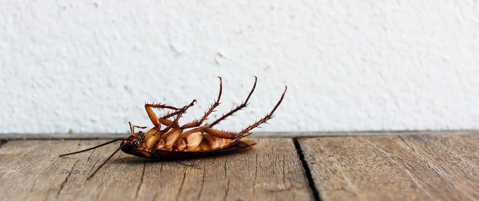 Dead cockroach out front of a home in Ada, MI.