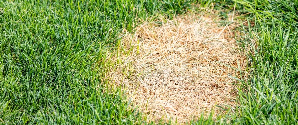 Dollar spot disease on a lawn in Ada, MI.