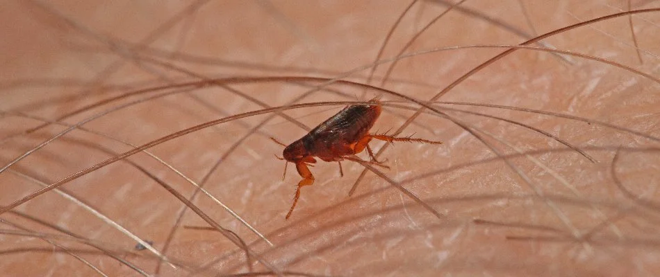 Flea in Ada, MI, attached to skin.