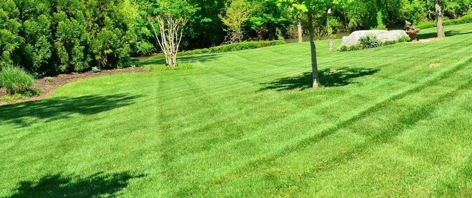 Green grass in Ada, MI, with mowing pattern.