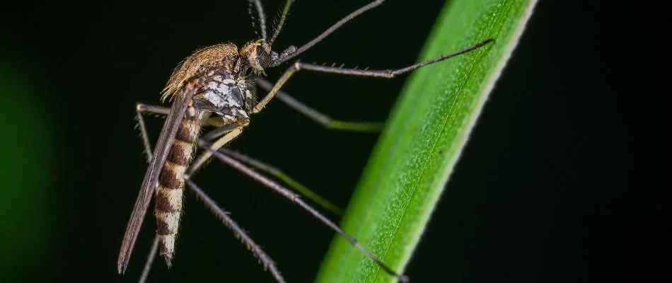 Mosquito on a blade of grass in Ada, MI.