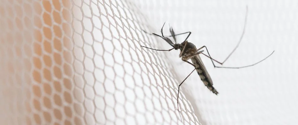 Mosquito on a white screen in Ada, MI.