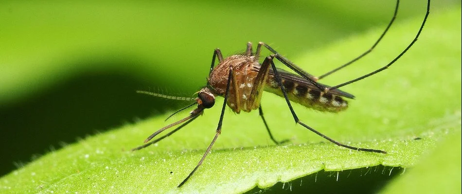 Mosquito standing on a leaf in Ada, MI.