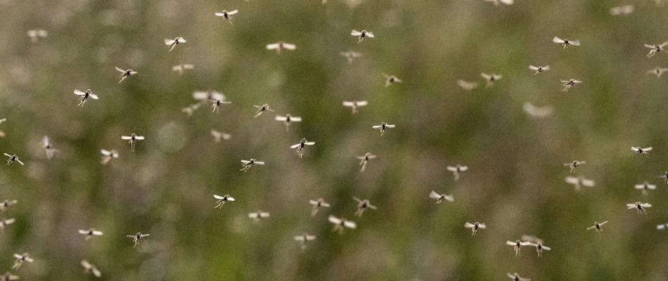 Mosquitoes flying around outside in Byron Center, MI.