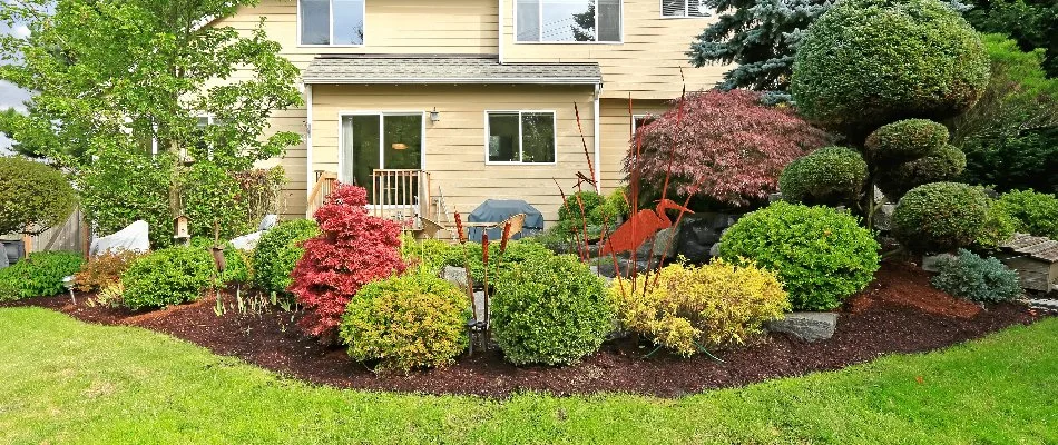 Neatly shaped shrubs in a mulch bed along grass in Cascade, MI.