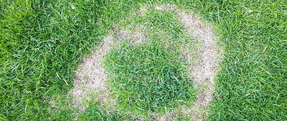 Lawn infected with necrotic ring spot diseases in Ada, MI.