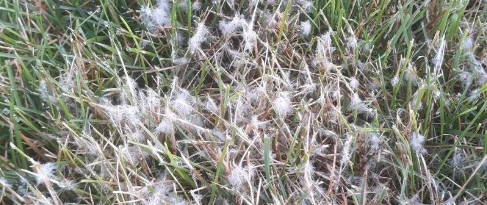 Pythium leaf blight on a lawn in Ada, MI.