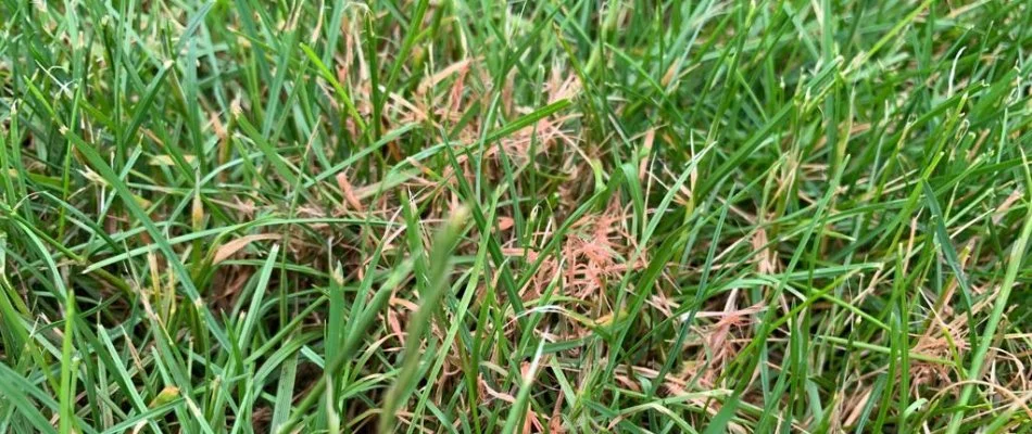 Red thread disease on a lawn in Ada, MI.