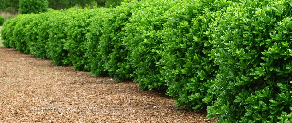 Shrubs with green foliage in a mulch bed in Ada, MI.