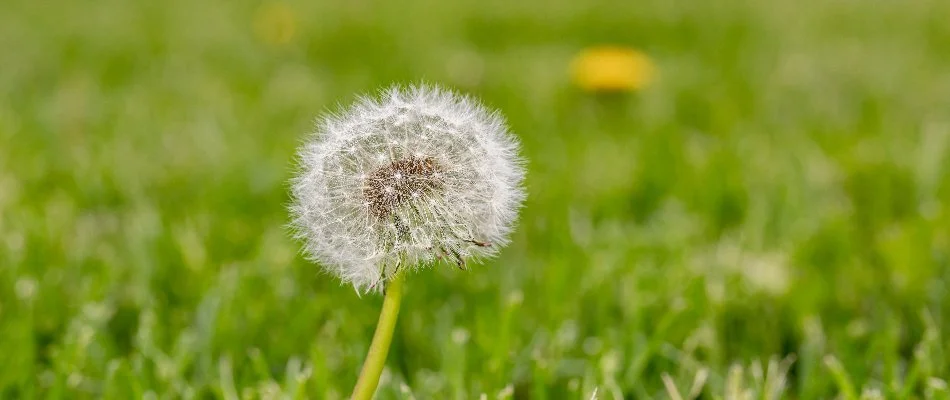 Single dandelion on a lawn with a white seed head in Ada, MI.