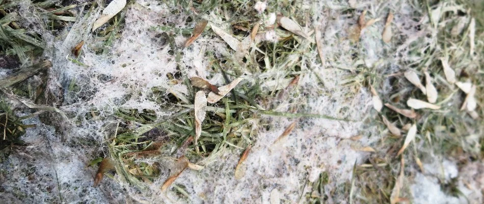 Snow mold on a lawn in Ada, MI.