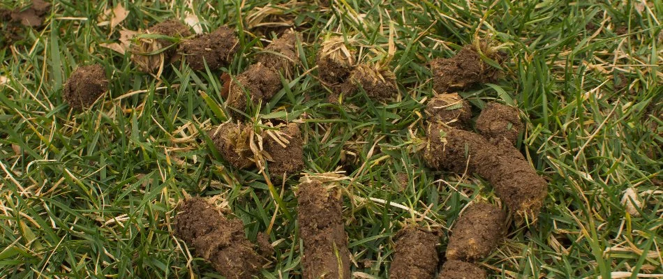 Soil cores on a lawn in Ada, MI, after aeration.
