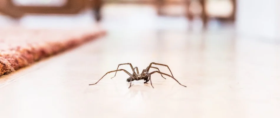 Spider crawling along the floor inside a building in Ada, MI.