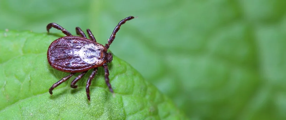 Tick on a green leaf in Ada, MI.
