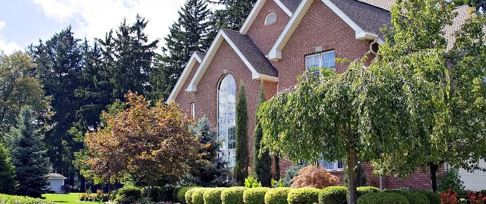 Tree in a landscape in front of a house in Ada, MI.