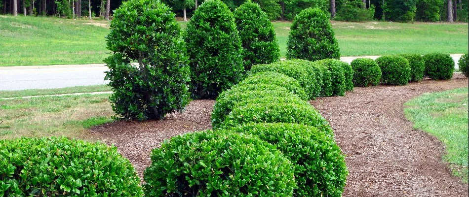 Trimmed shrubs on a property in Ada, MI.