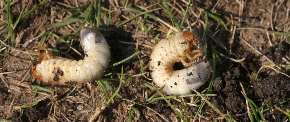 Two white grubs in the dirt with grass in Ada, MI.