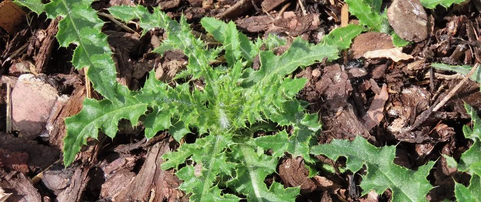 Weed with green foliage in a mulch bed.