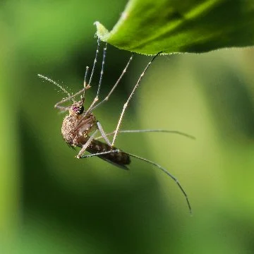 Close-up of a mosquito on a leaf in Ada, MI.